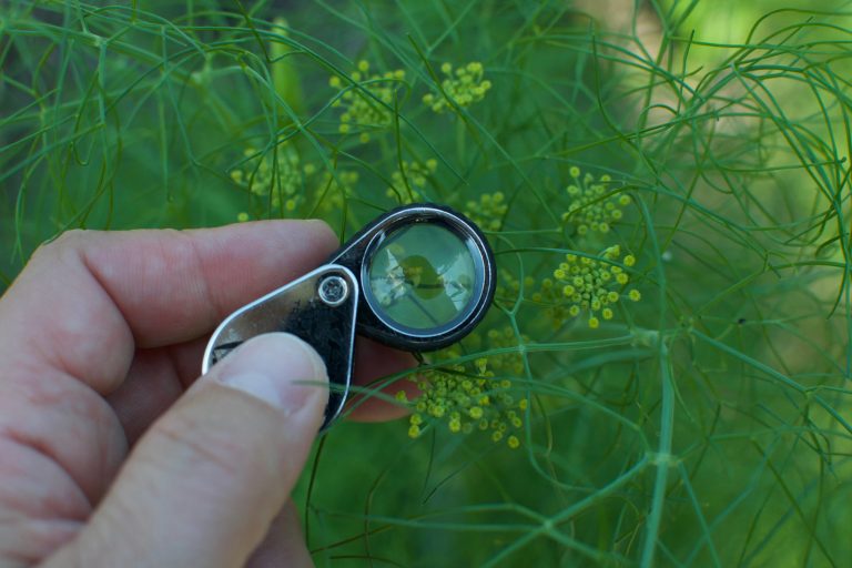 Magnifying glass against plant to help identify 