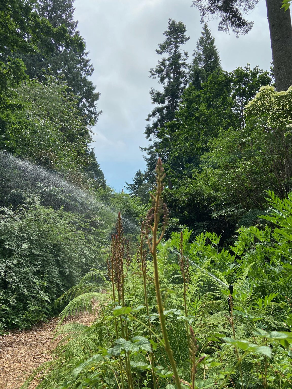 Water irrigation system sprinkling water across Garden path