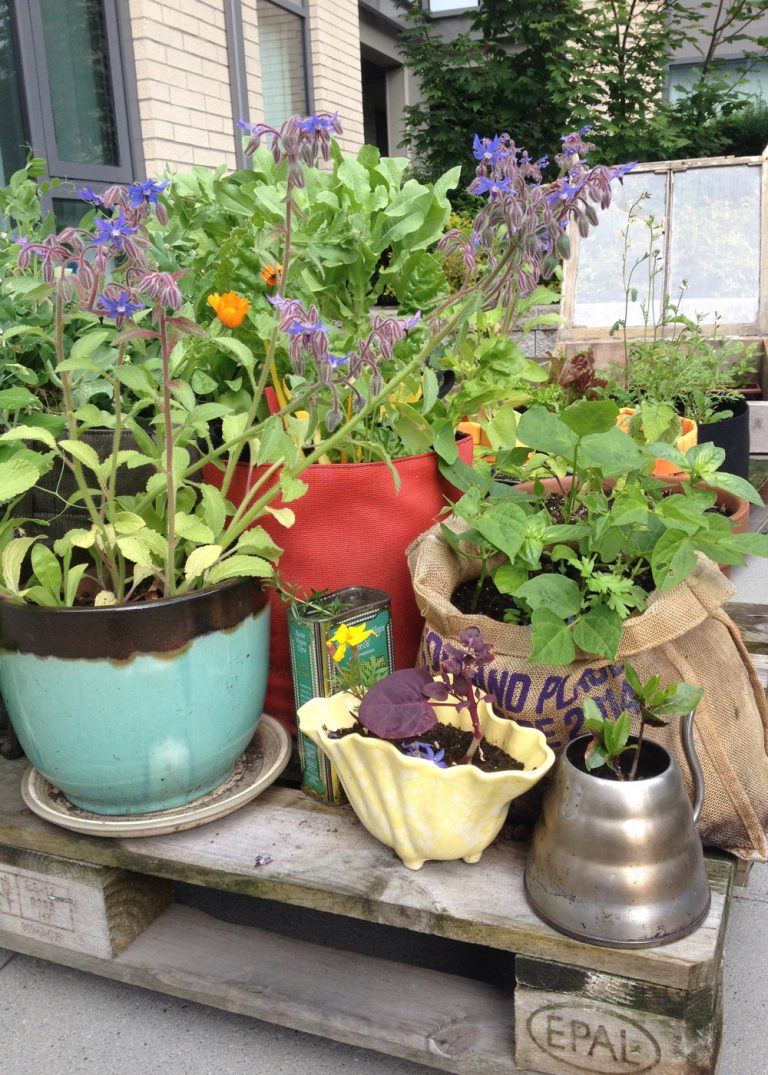 photo of Erin Despard's Part of my mobile patio garden which shows various pots and bags with plants in it on a pallet